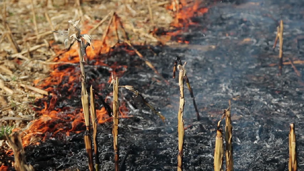 Municipal Inspection Department: Do not burn harvest residues and waste